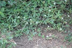 Glinus oppositifolius